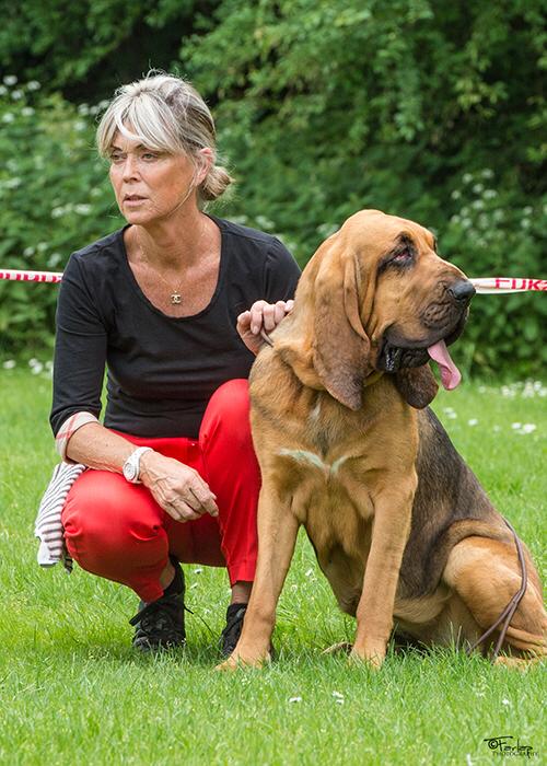 bloodhounds breeder uk