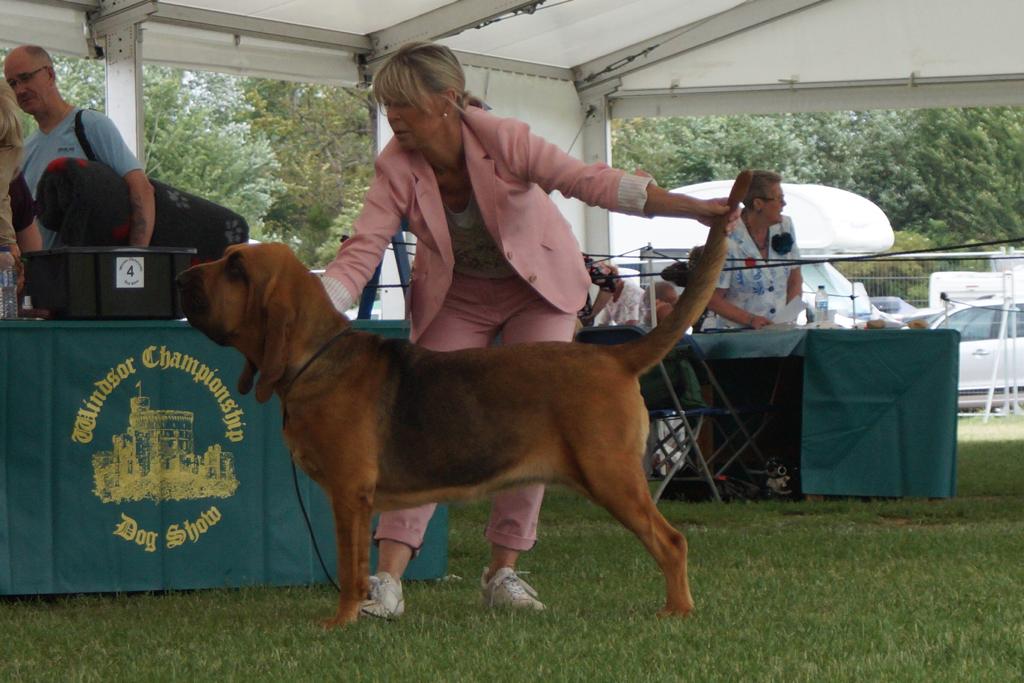 uk bloodhound breeder