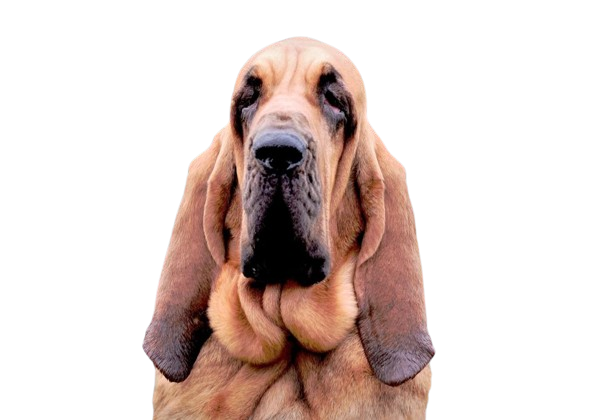 bloodhounds breeder uk